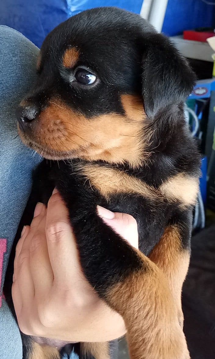 Rottweiler Puppies breeder image 8