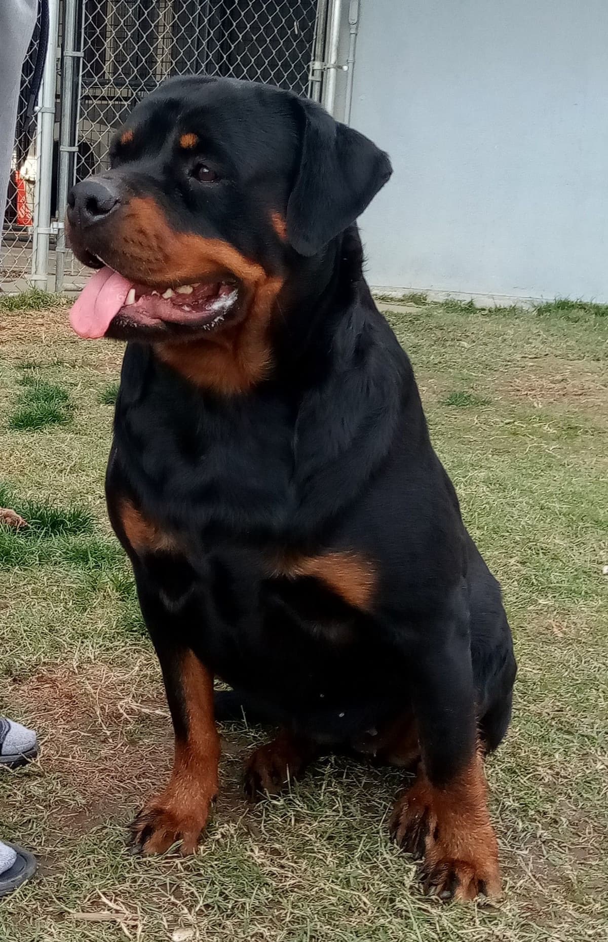 Rottweiler Puppies breeder image 7