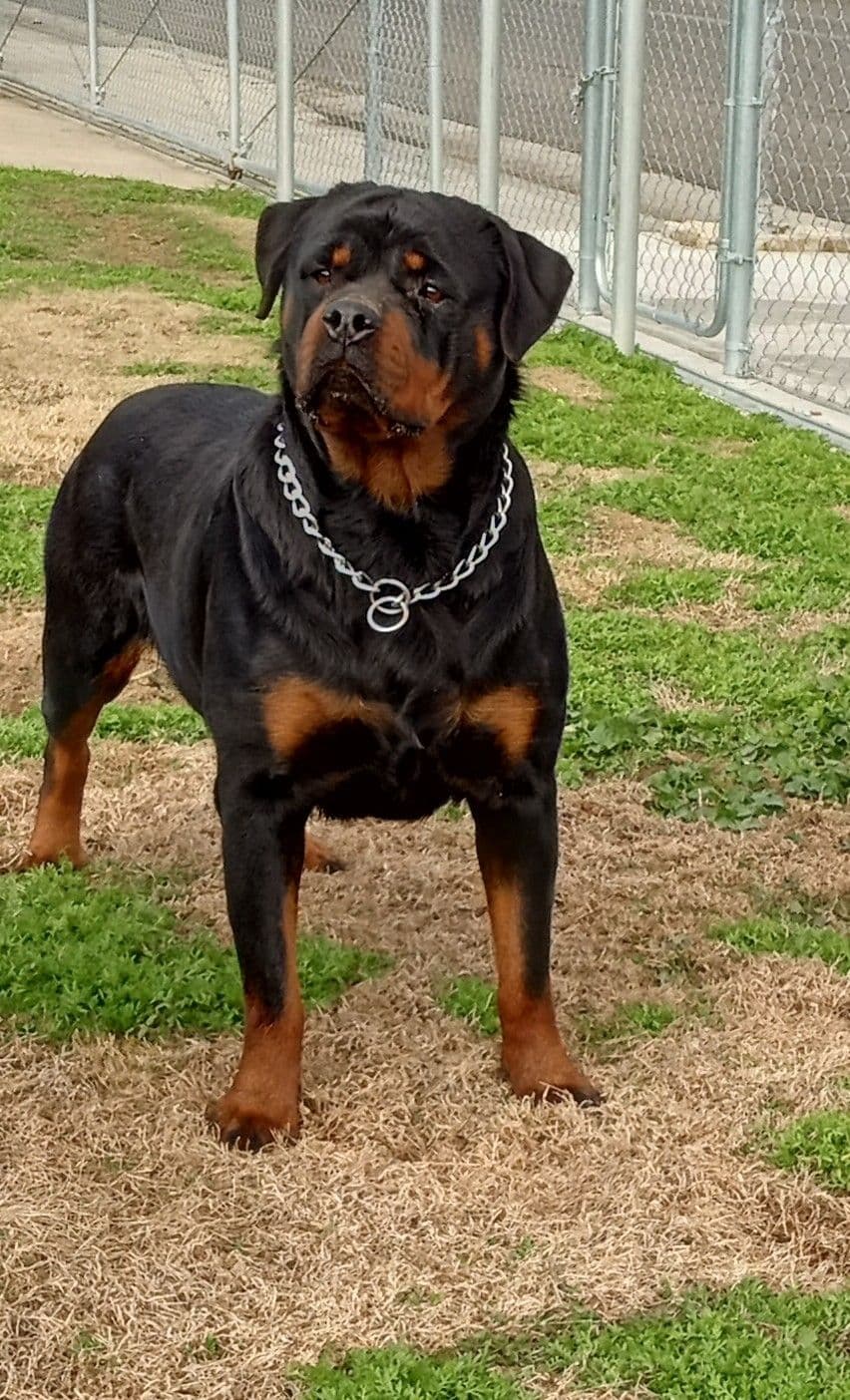 Rottweiler Puppies breeder image 5