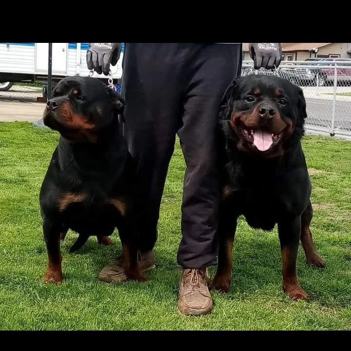 Rottweiler Puppies breeder image 19