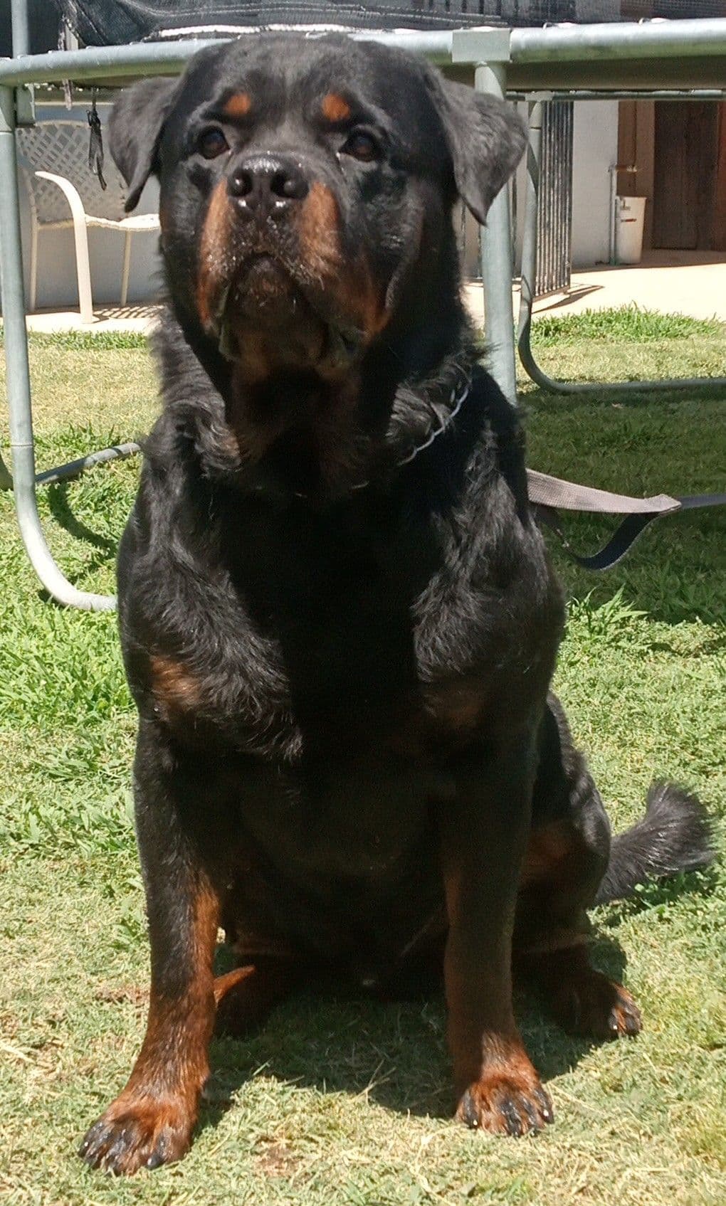 Rottweiler Puppies breeder image 16