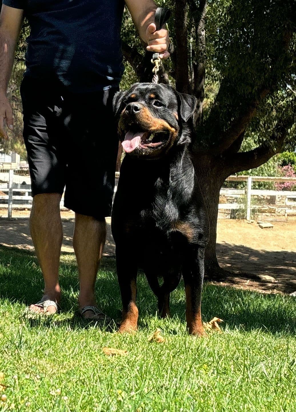 Rottweiler Puppies breeder image 6