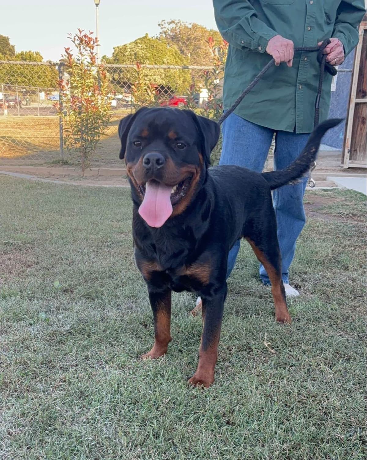 Rottweiler Puppies breeder image 21