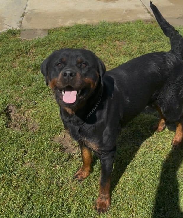 Rottweiler Puppies breeder image 25