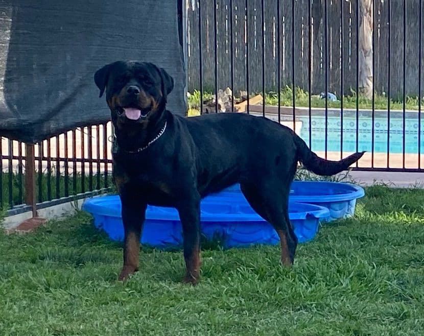 Rottweiler Puppies breeder image 24