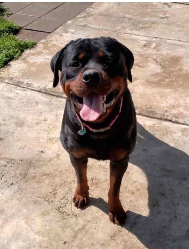 Rottweiler Puppies breeder image 26