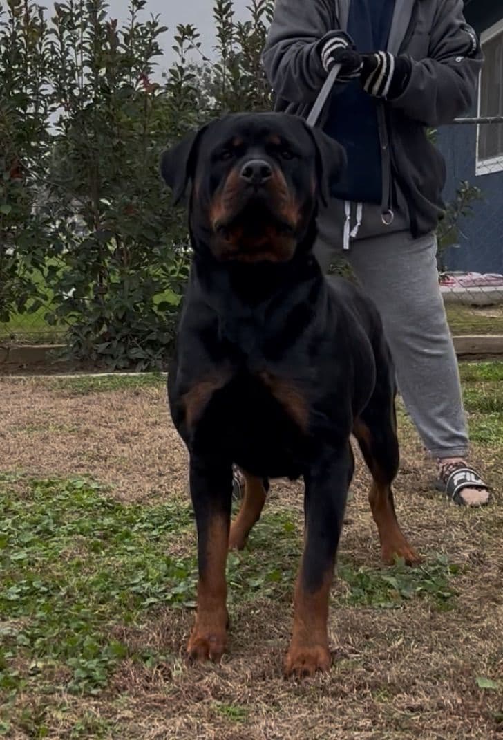 Rottweiler Puppies breeder image 27