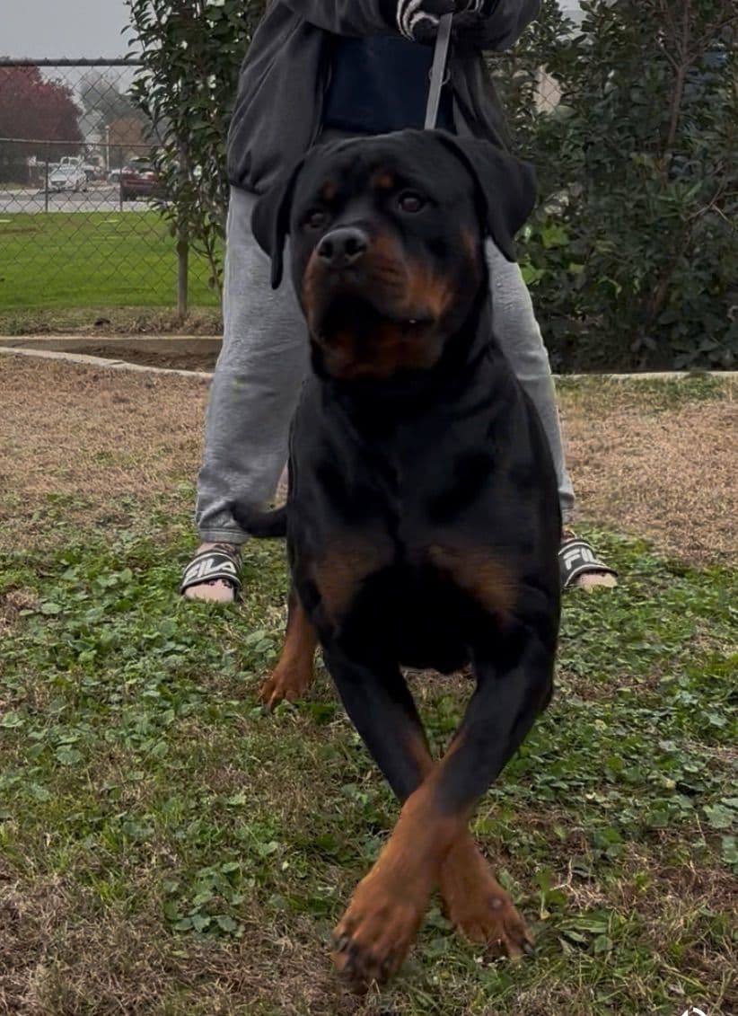 Rottweiler Puppies breeder image 28