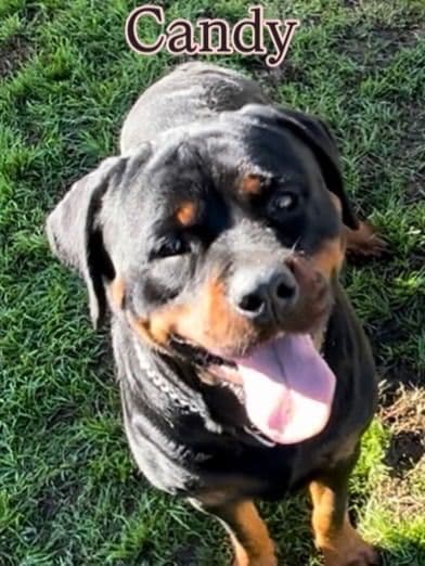 Rottweiler Puppies breeder image 29
