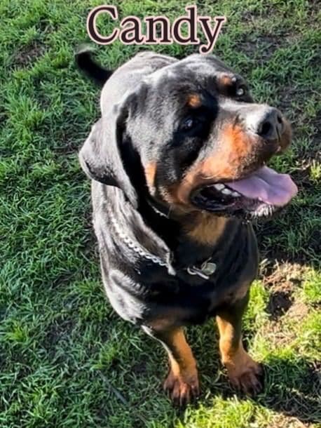 Rottweiler Puppies breeder image 30