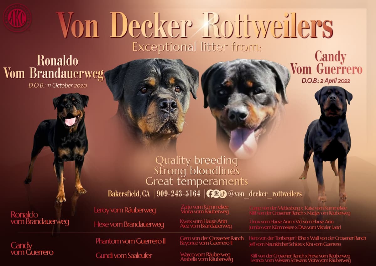 Rottweiler Puppies breeder image 2