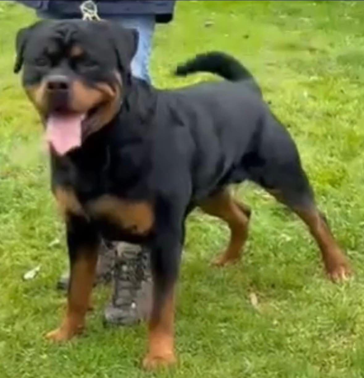 Rottweiler Puppies breeder image 4