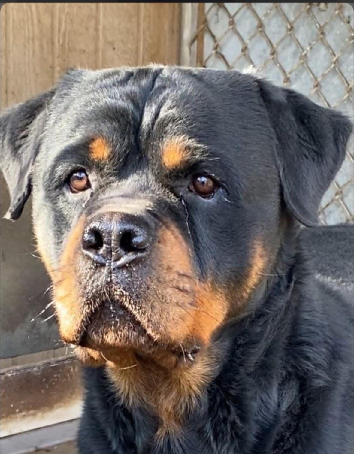Rottweiler Puppies breeder image 3