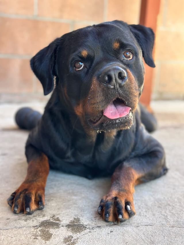 Rottweiler Puppies media 13