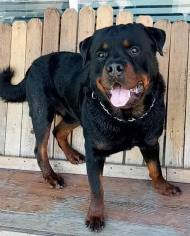 Rottweiler Puppies media 3