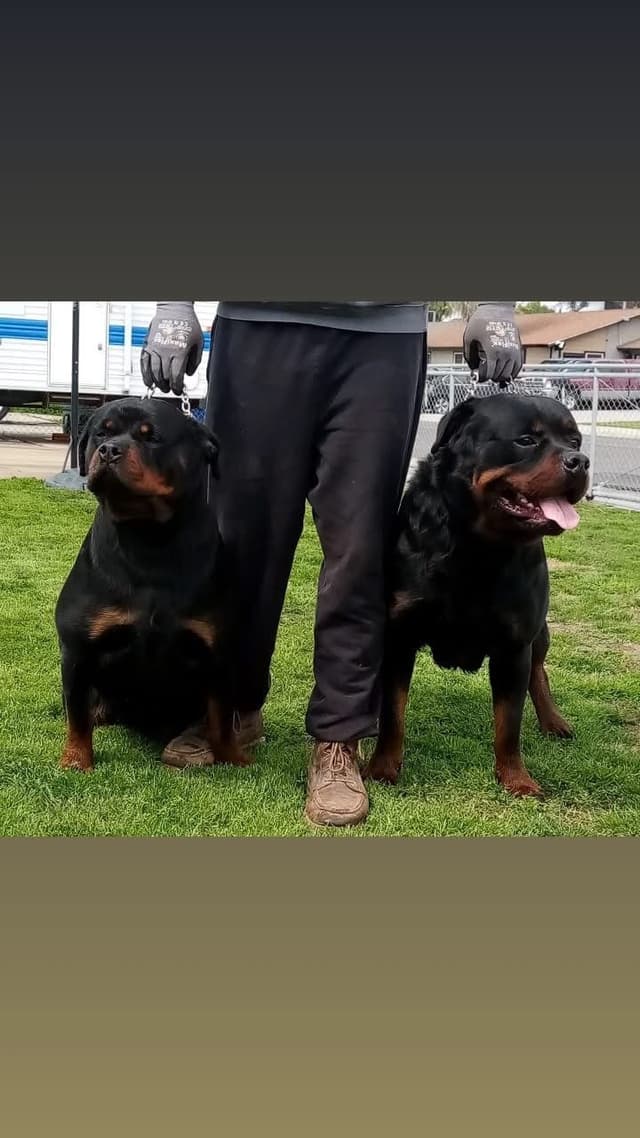 Rottweiler Puppies media 2