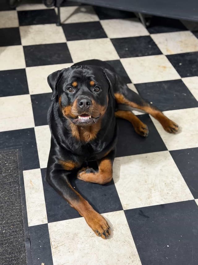 Rottweiler Puppies media 12