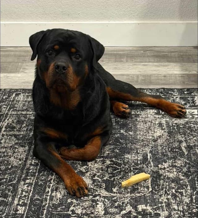 Rottweiler Puppies media 17