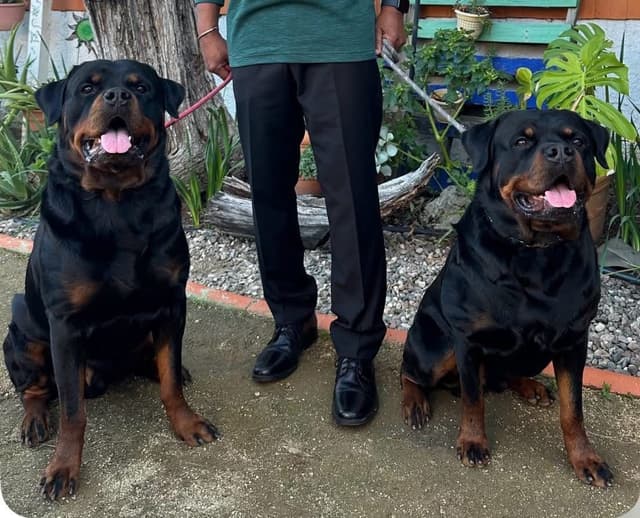 Rottweiler Puppies media 16