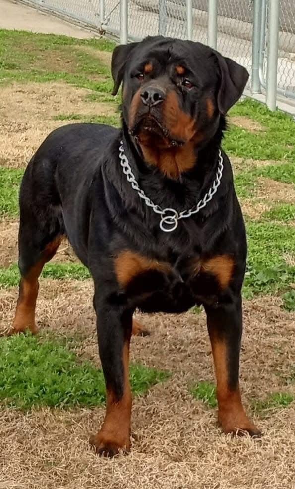 Rottweiler Puppies media 4