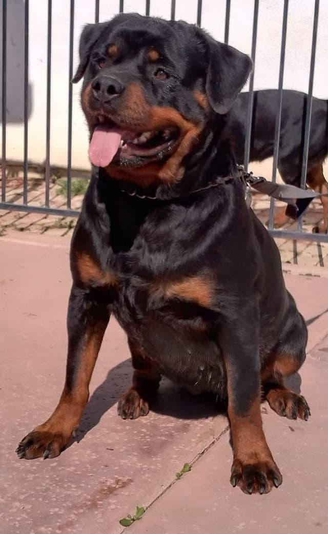 Rottweiler Puppies media 5