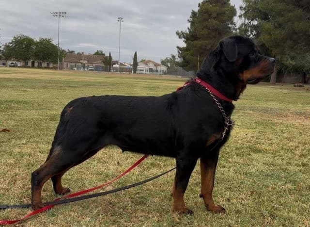 Rottweiler Puppies media 11