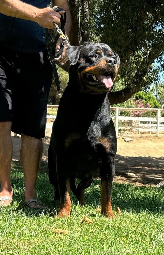 Rottweiler Puppies media 7