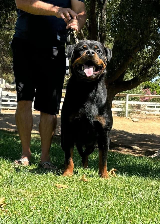 Rottweiler Puppies media 6