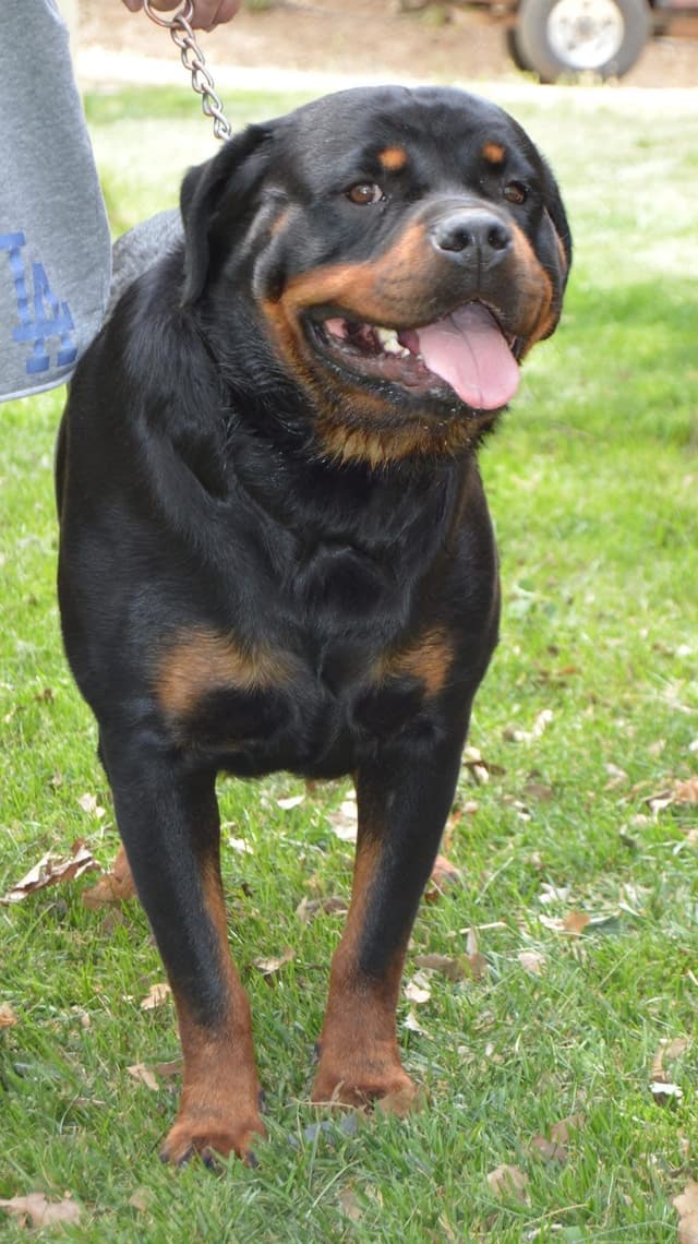 Rottweiler Puppies media 8