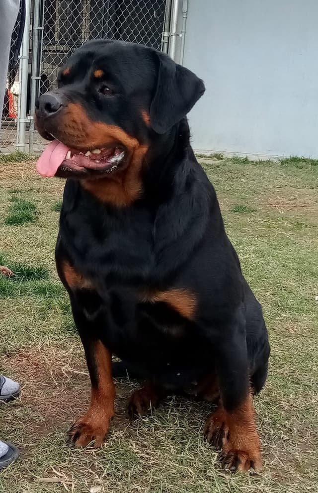 Rottweiler Puppies media 9