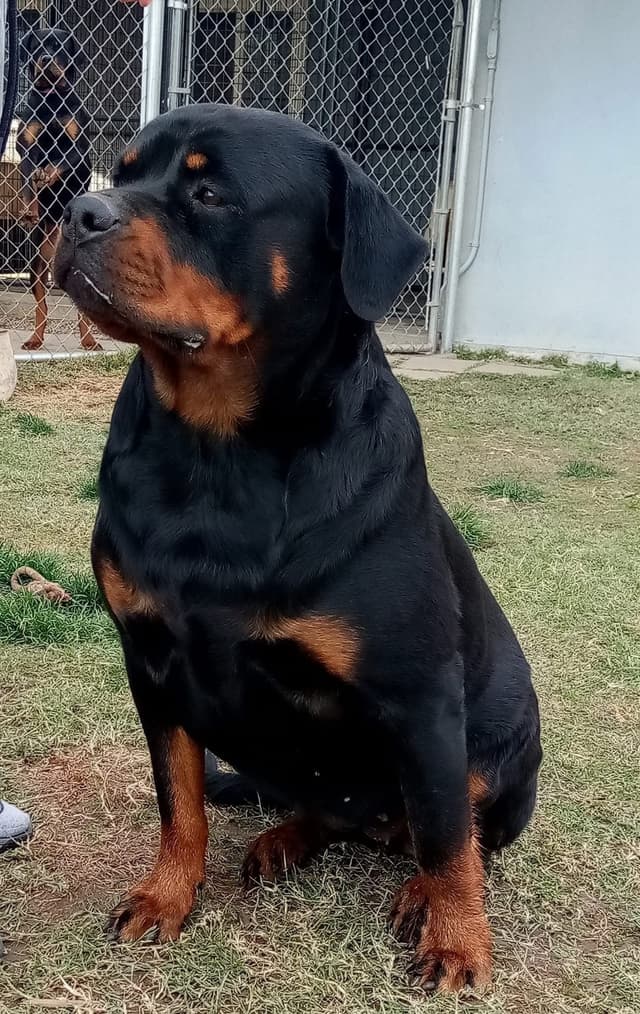 Rottweiler Puppies media 10