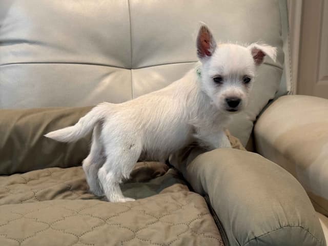 West Highland White Terrier Puppies media 2