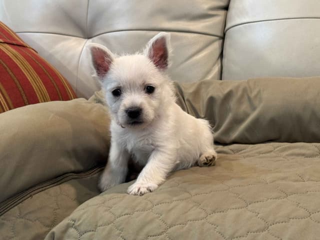 West Highland White Terrier Puppies media 3