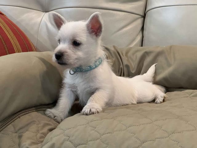 West Highland White Terrier Puppies media 4