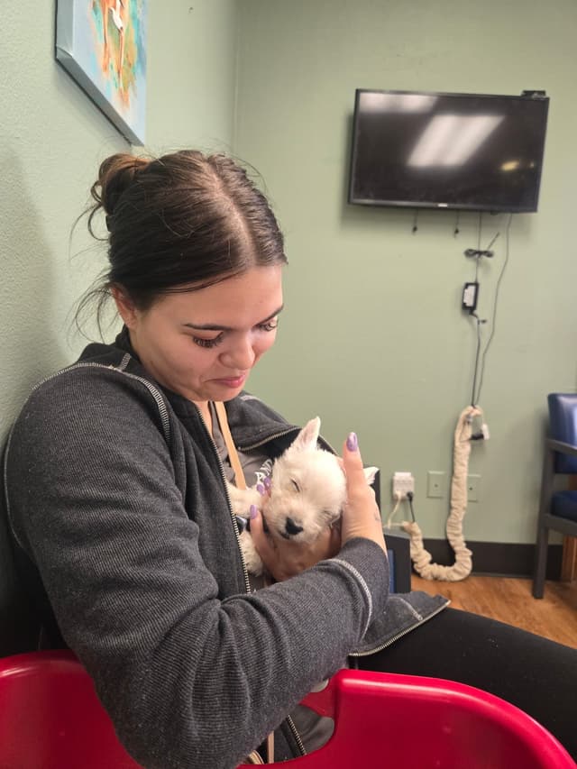 West Highland White Terrier Puppies media 5