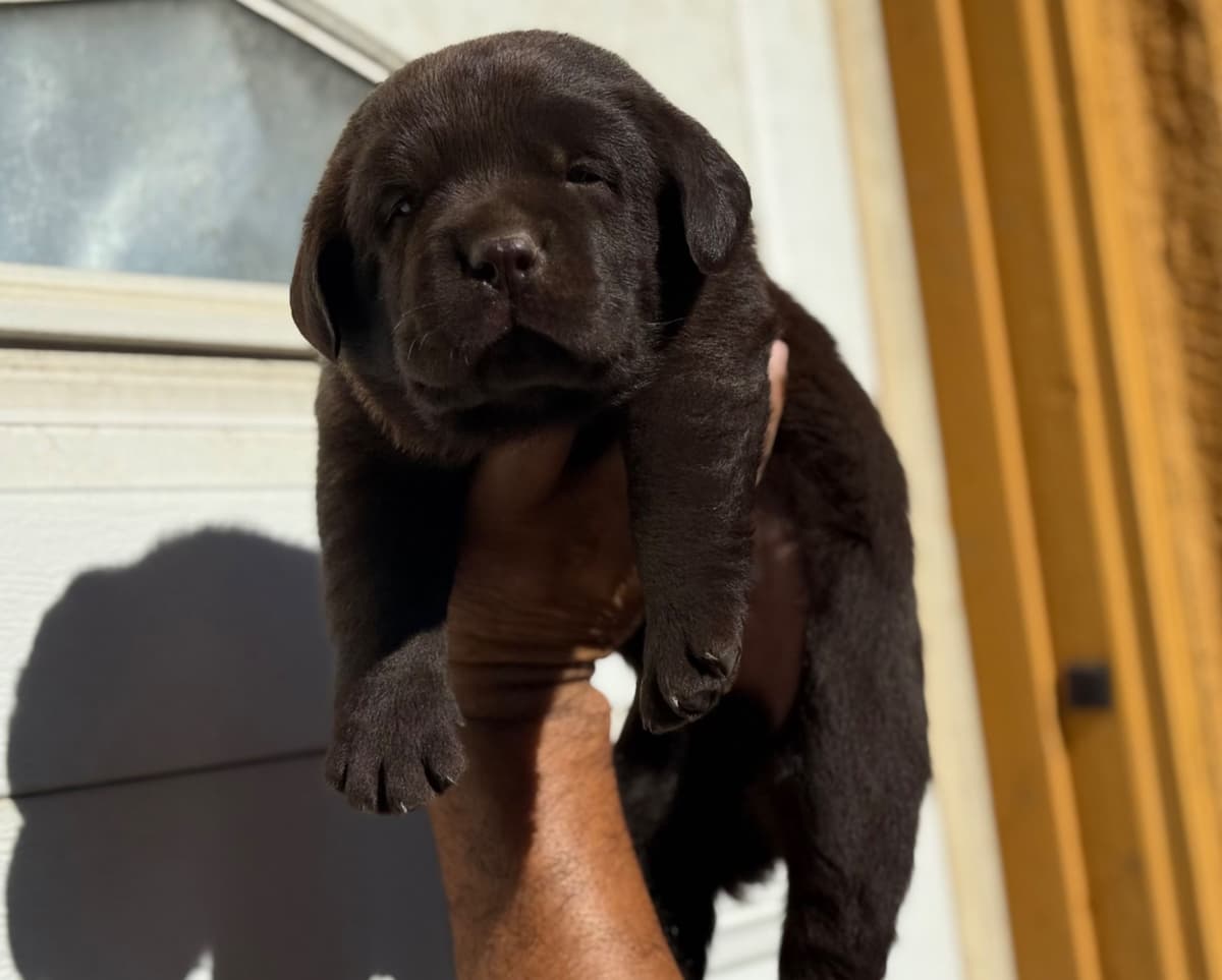 QUALITY Labrador Retriever Puppies ENGLISH breeder image 1