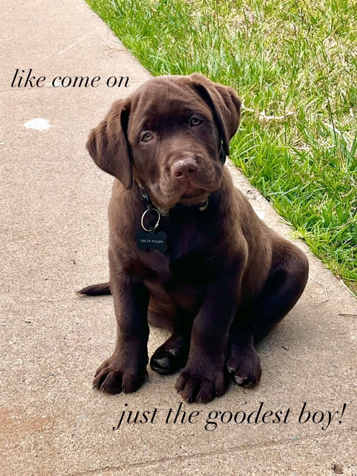 QUALITY Labrador Retriever Puppies ENGLISH breeder image 2