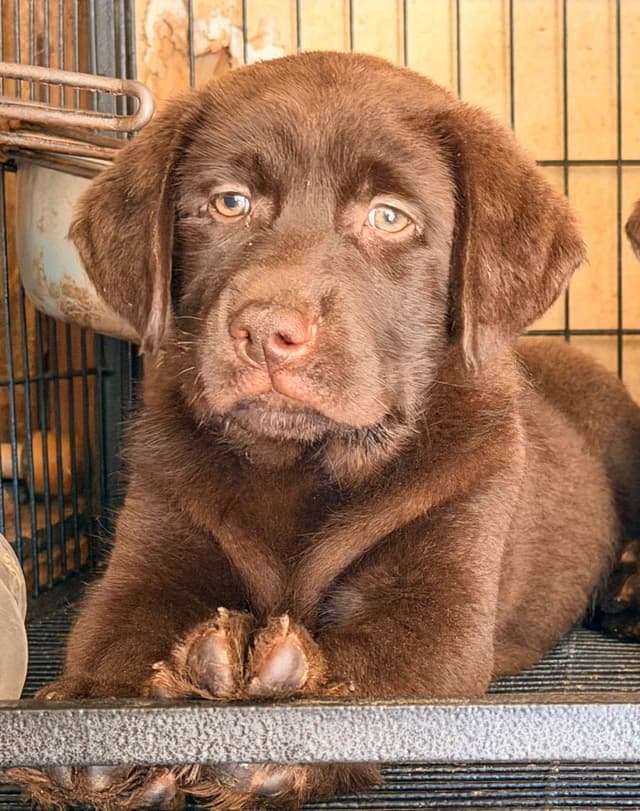 QUALITY Labrador Retriever Puppies ENGLISH media 2