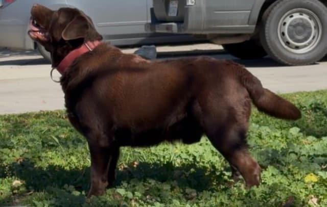 QUALITY Labrador Retriever Puppies ENGLISH media 3