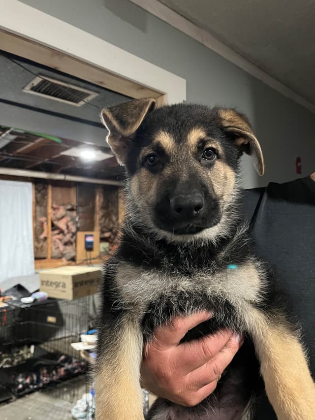 German Shepherd Black and Tan Male media 2