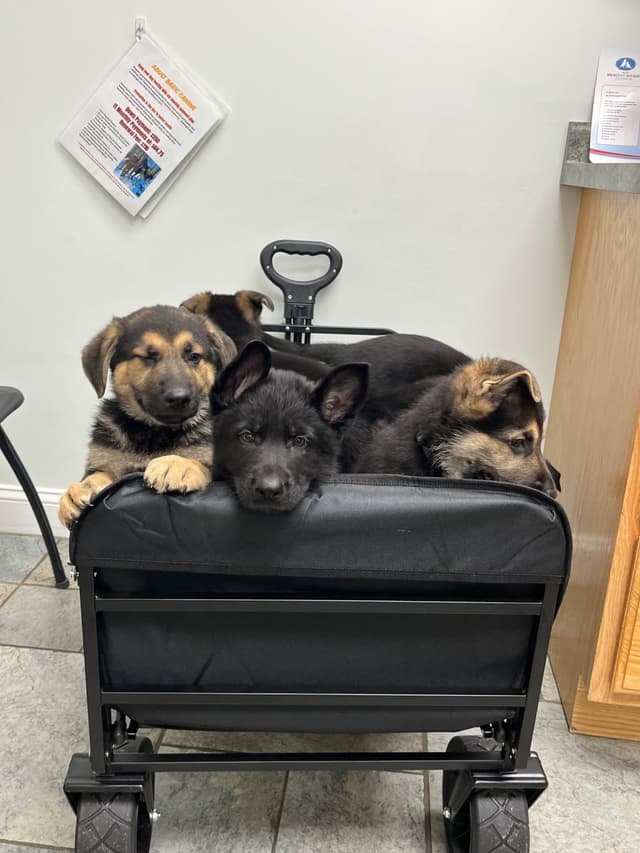 German Shepherd Black and Tan Male media 3