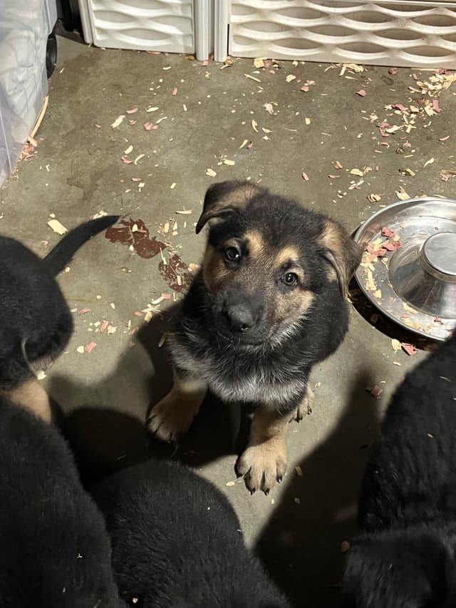 German Shepherd Black and Tan Male media 4