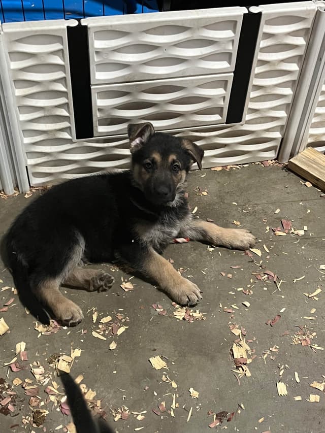 German Shepherd Black and Tan Male media 5
