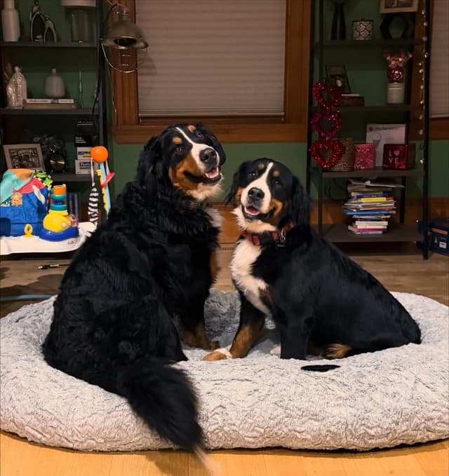 Bernese Mountain Dog Puppies media 7