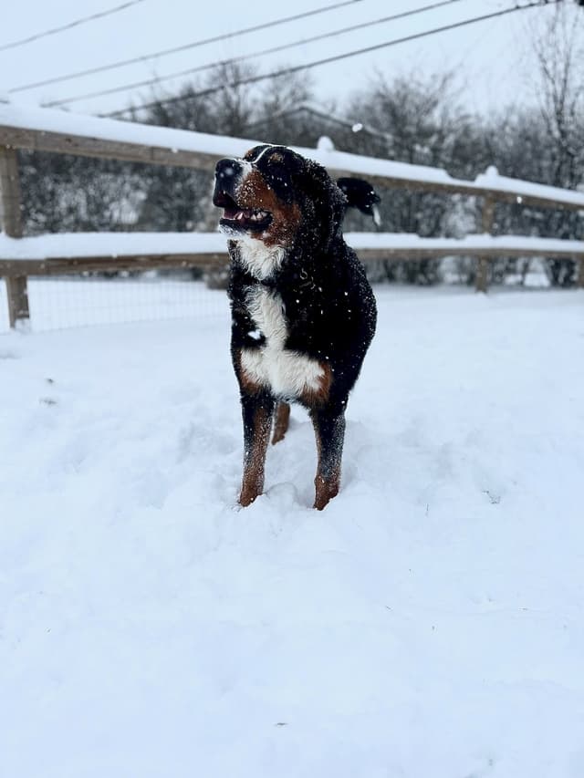 Bernese Mountain Dog Puppies media 8