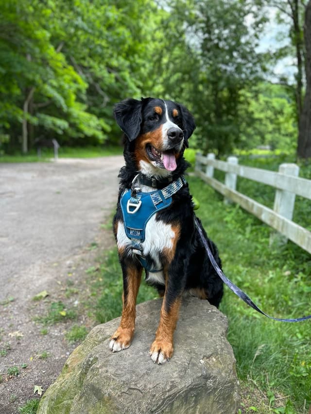 Bernese Mountain Dog Puppies media 9