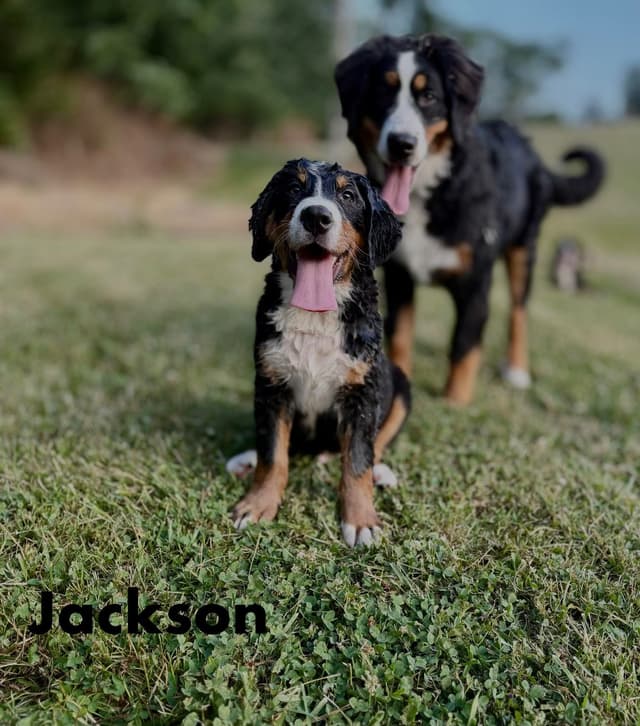 Bernese Mountain Dog Puppies media 2