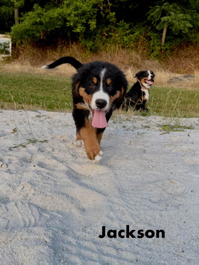Bernese Mountain Dog Puppies media 3