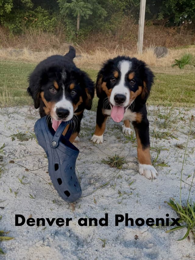 Bernese Mountain Dog Puppies media 6