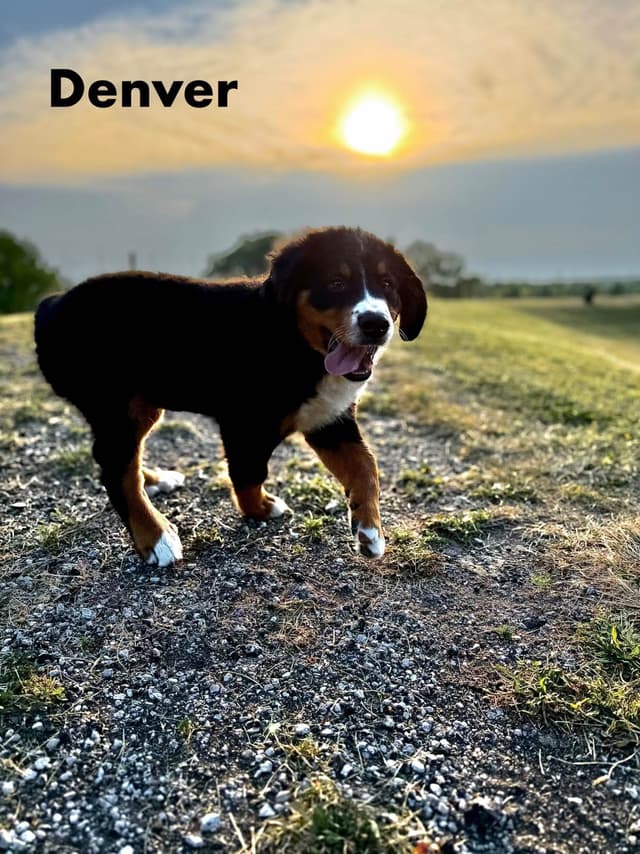 Bernese Mountain Dog Puppies media 4